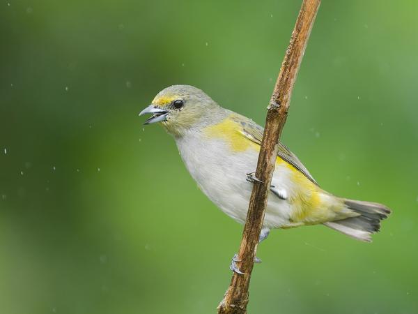 Purperkeelorganist (Euphonia chlorotica)